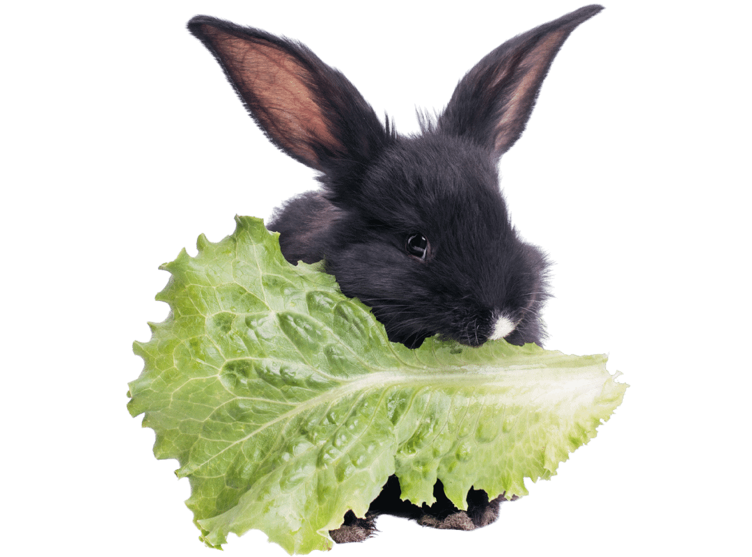 A black New Zealand rabbit eating lettuce