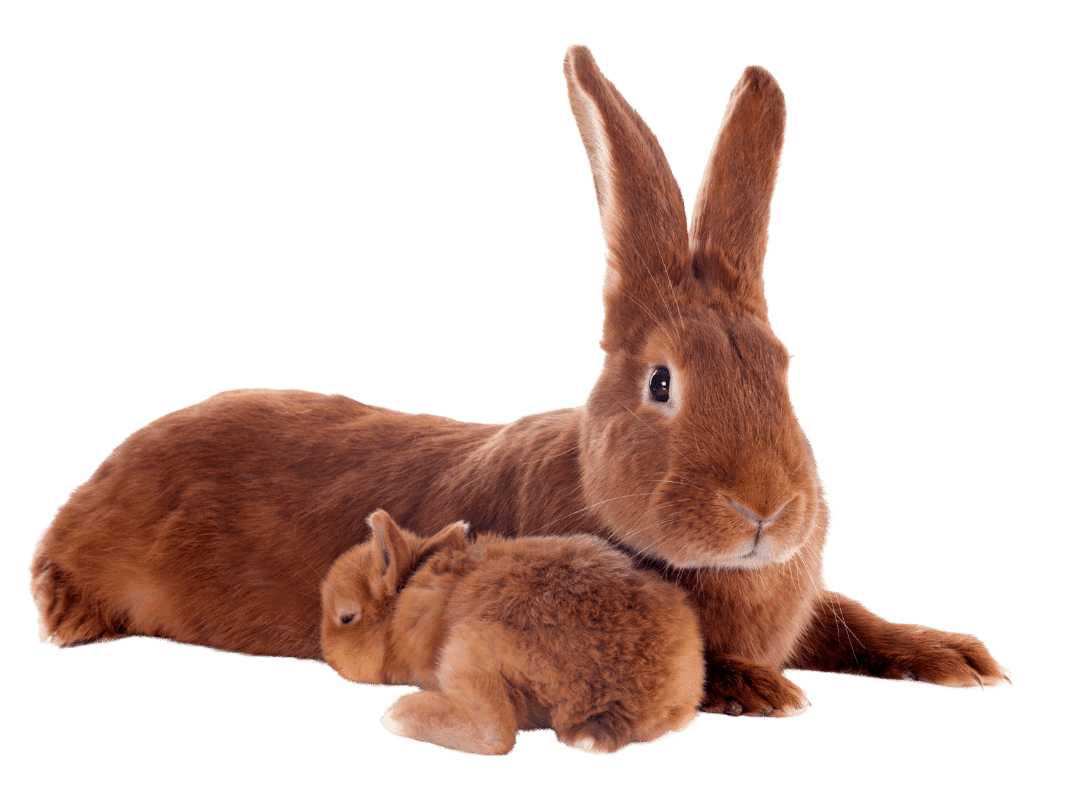 Gestation Calculator for Rabbits