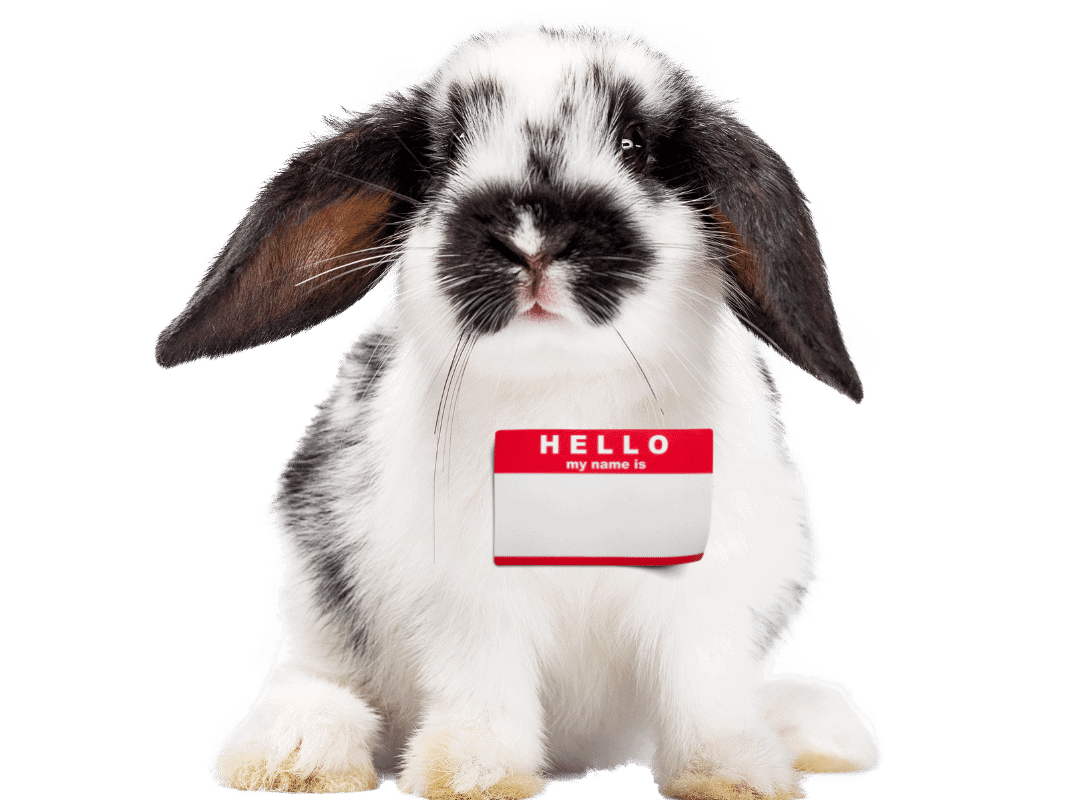 Rabbit Name Generator