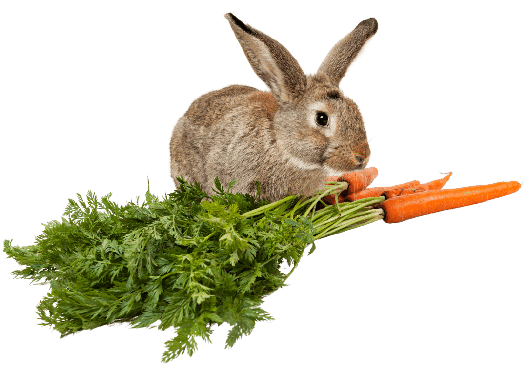 Nutrient Calculator for Rabbits
