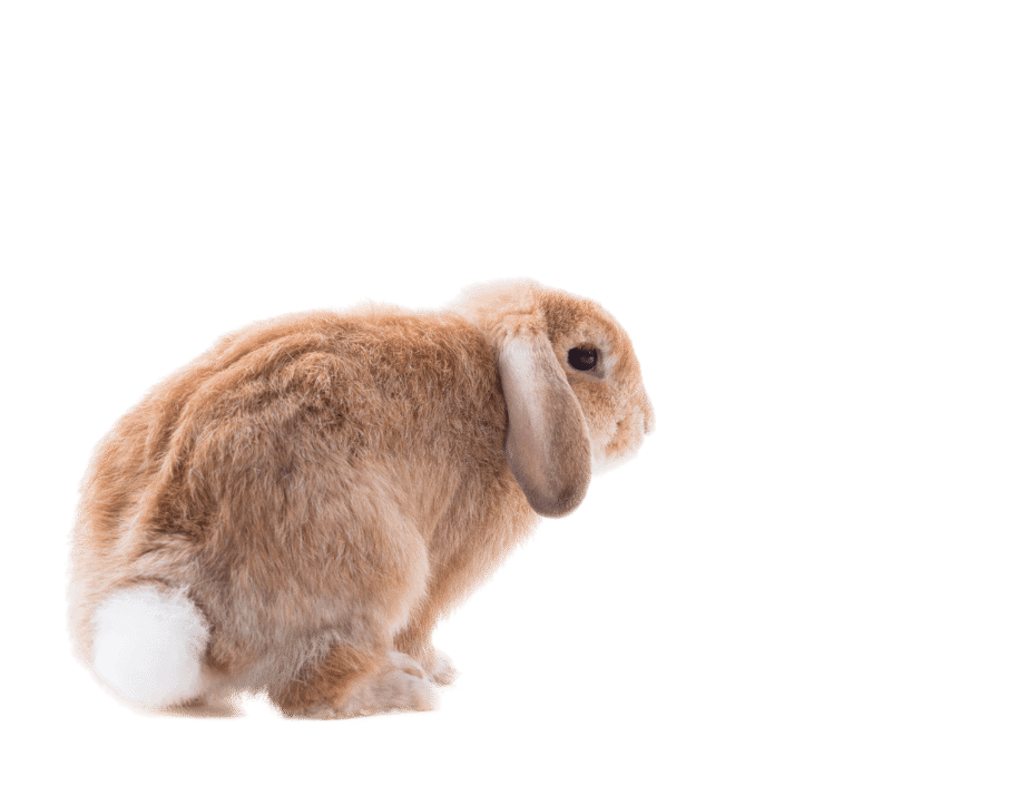 Rabbit Poop Calculator