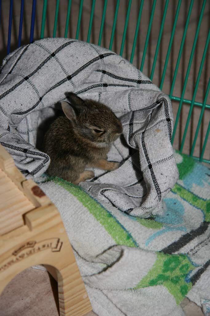 A newborn rabbit kit showing signs of being fed with a round belly