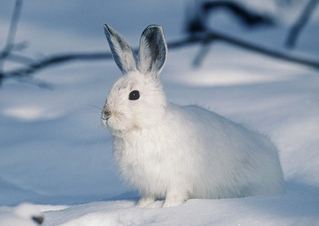 A rabbit in a cold environment with chilled ears