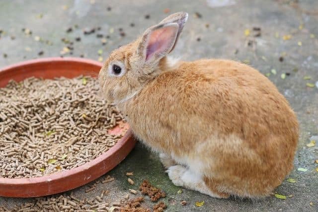 Rabbit Not Eating Pellets But Eating Hay? 7 Causes and Fixes