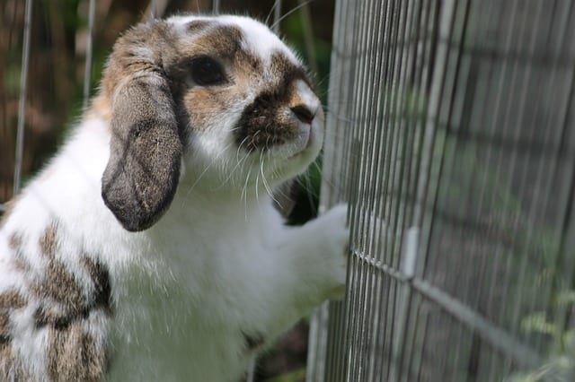 What Size Should a Rabbit Cage Be? Complete Sizing Guide