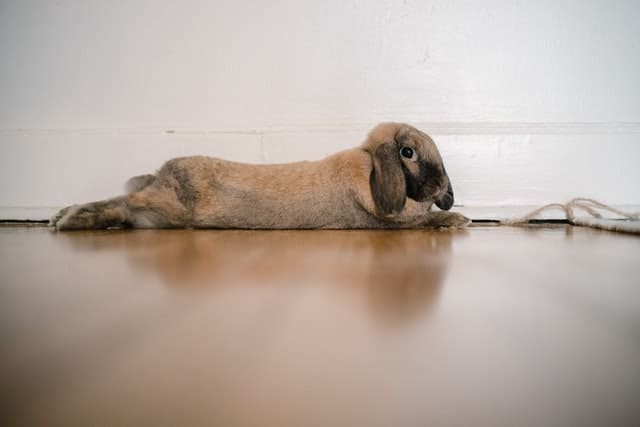 A young holland lop rabbit resting after eating