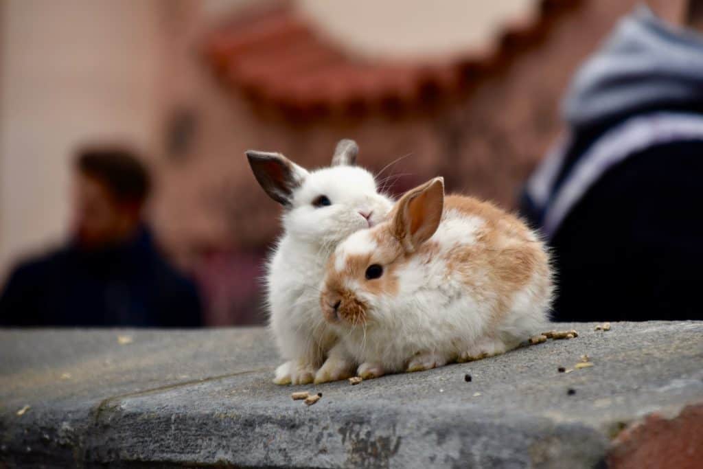 Two bonded rabbit playing with each other