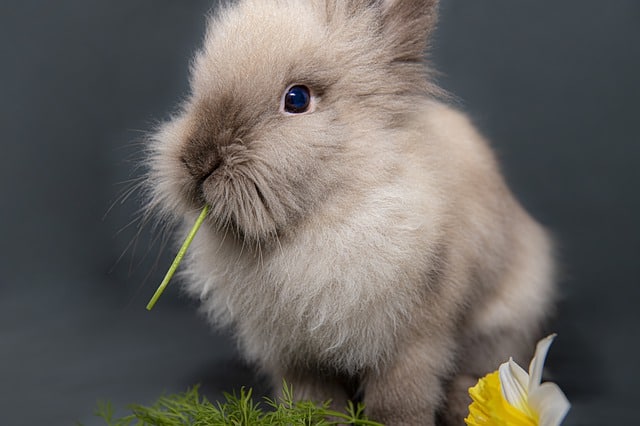 A young rabbit sitting near a bunch of fresh cilantro