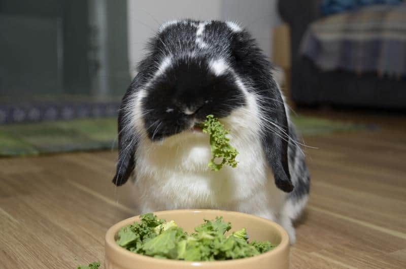 Can Rabbits Eat Kale? Your questions answered.