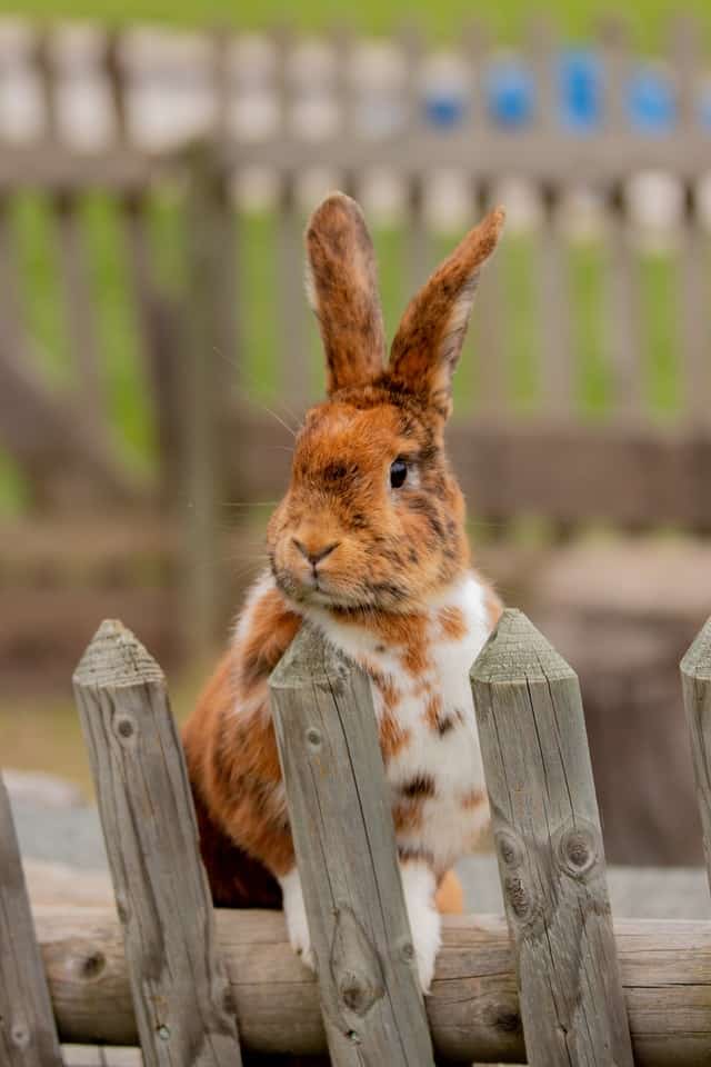 excited rabbit standing near cage fence