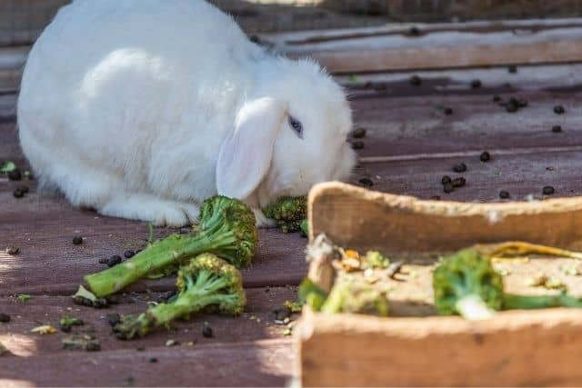 Can Rabbits Eat Broccoli? Safe Feeding Guide for 2026