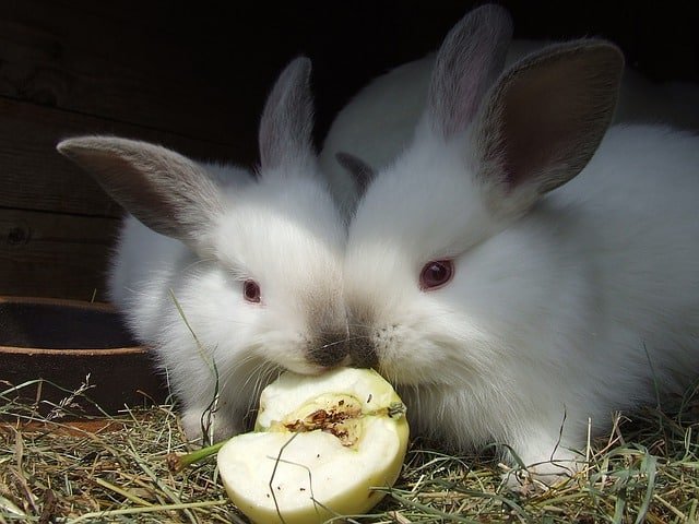Can Rabbits Eat Apples? Safe Feeding Guide for 2026