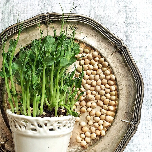 Can Rabbits Eat Pea Shoots? What You Need To Know.