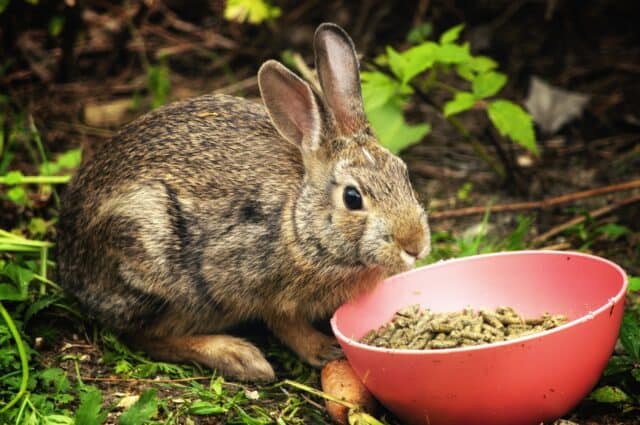 Do Rabbits Need Pellets To Survive?