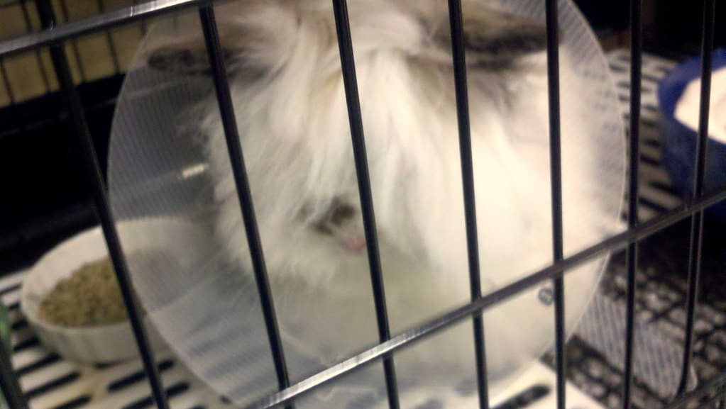 A white mini-lop rabbit wearing an E-collar.