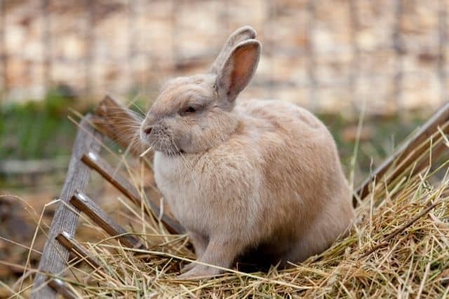 A brown New Zealand rabbit surrounded by hay in its enclosure