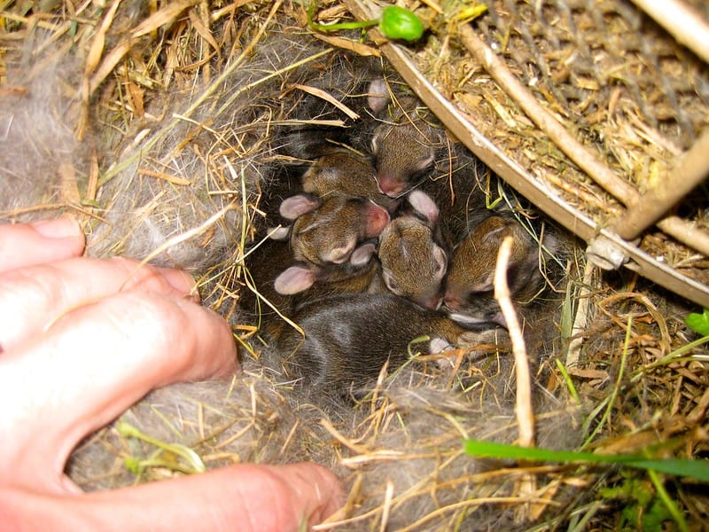 A rabbit nesting hole containing newborn kits lined with fur