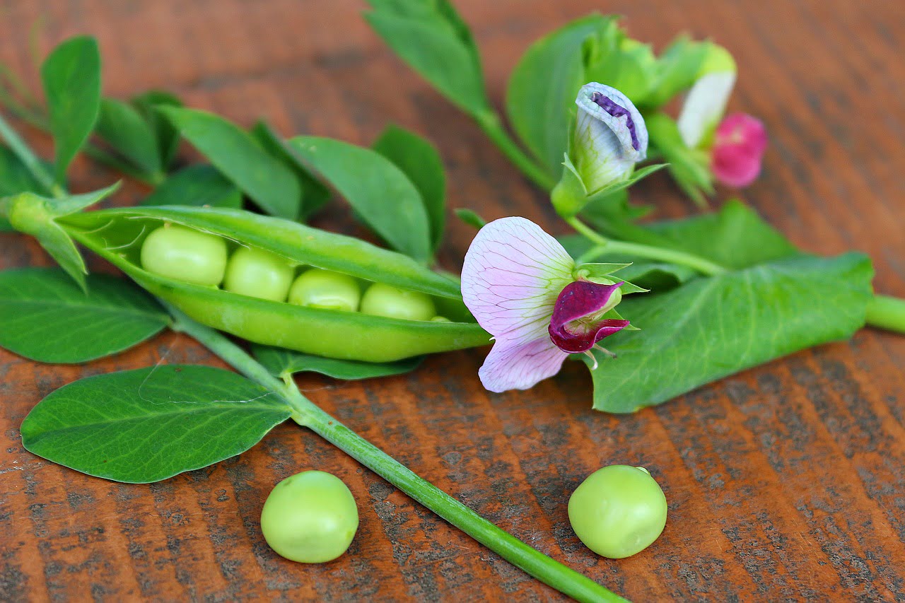 Can Rabbits Eat Pea Pods? What you need to know.