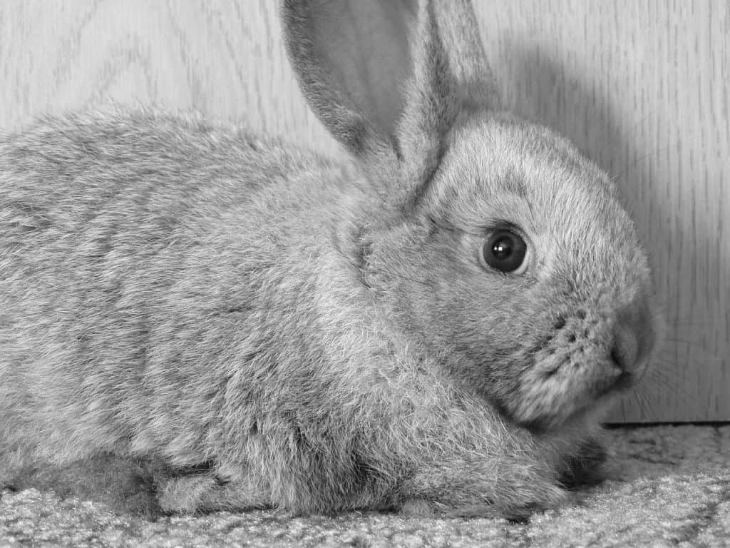 A black and white picture of a sad rabbit