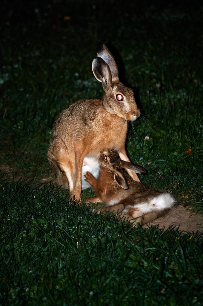 A young rabbit doe attempting to feed her baby