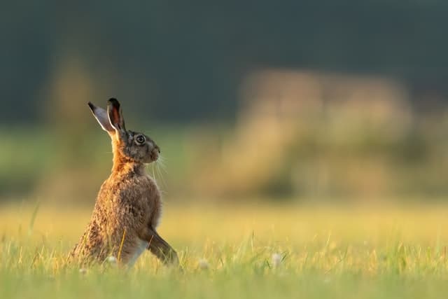 Why Do Rabbits Stand On Their Hind Legs?