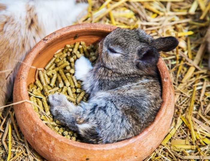A rabbit resting near its food bowl after surgery, showing reduced appetite post-spay.
