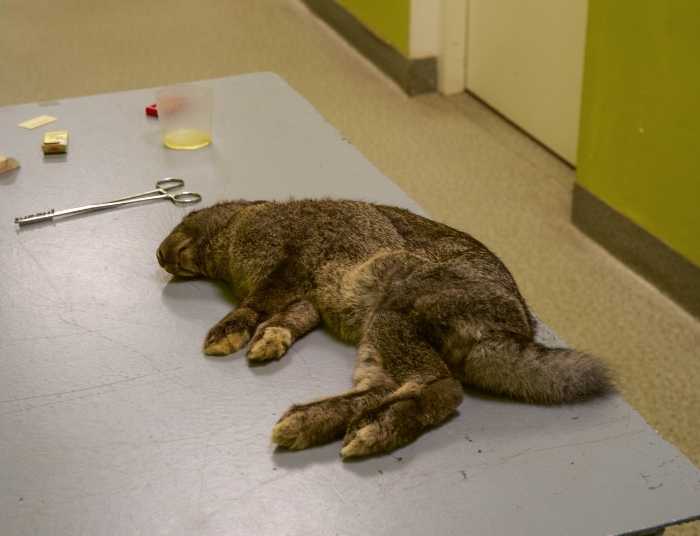 Rabbit Won't Eat After Spay? What To Do Right Now