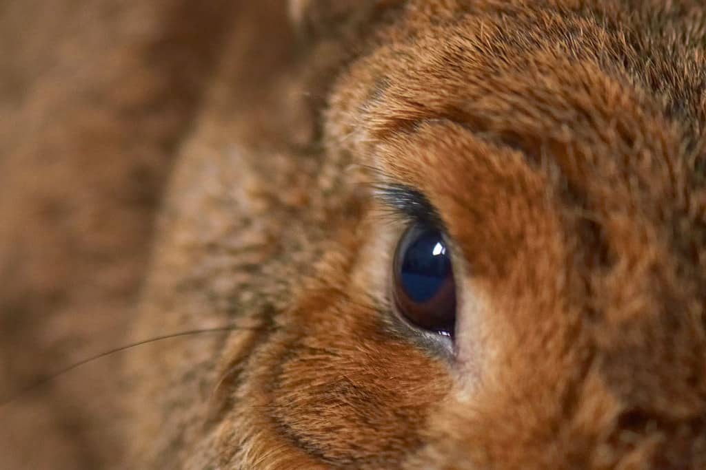 Side view of a rabbit's eye showing its wide-angle positioning on the head