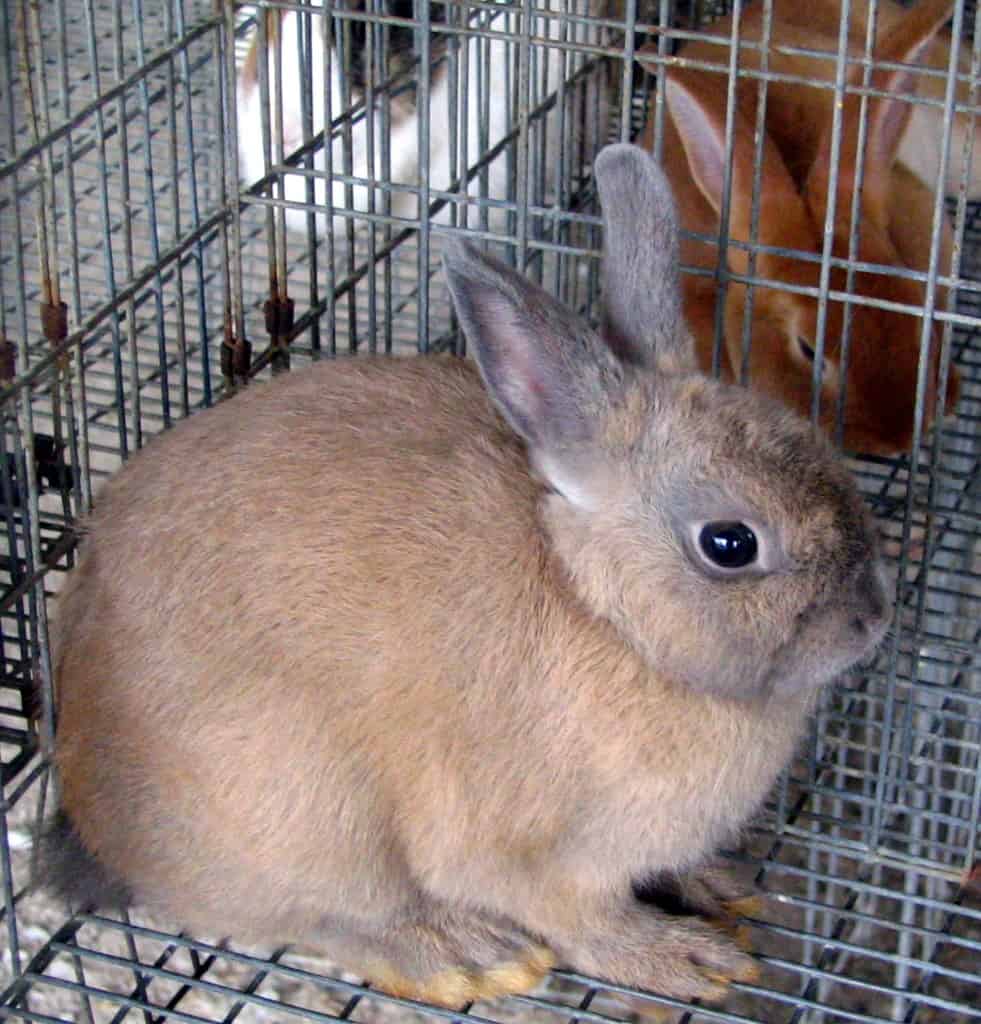 A rabbit sitting inside a small cage showing limited space