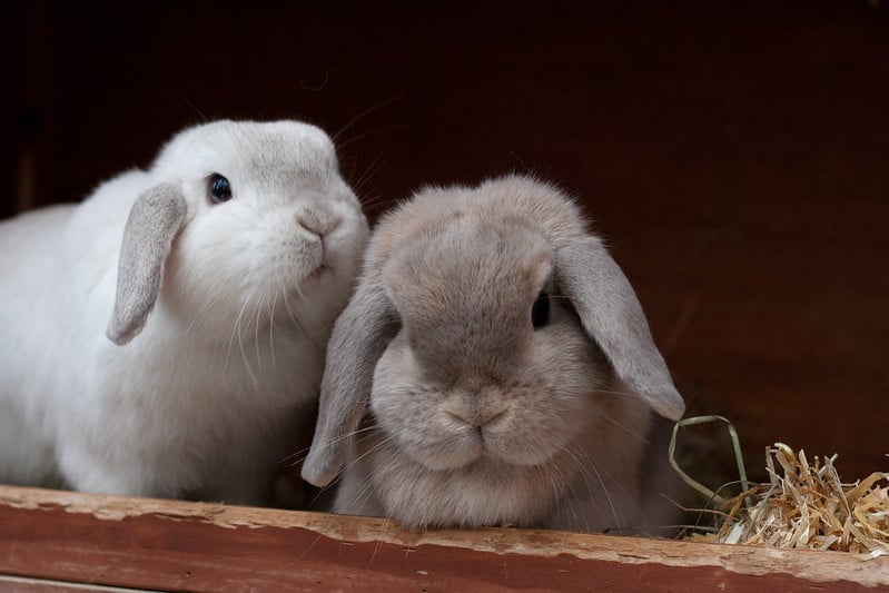 Two baby rabbits bonding beside each other