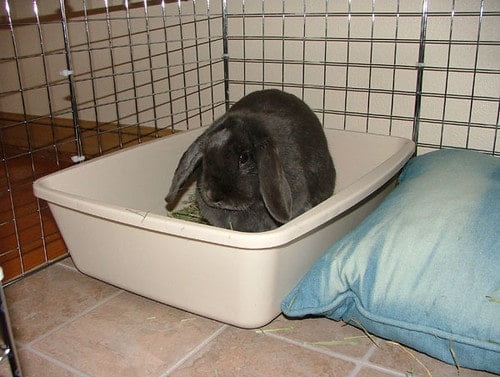 A black rabbit sitting on its litter box inside its cage, where calcium buildup commonly forms.