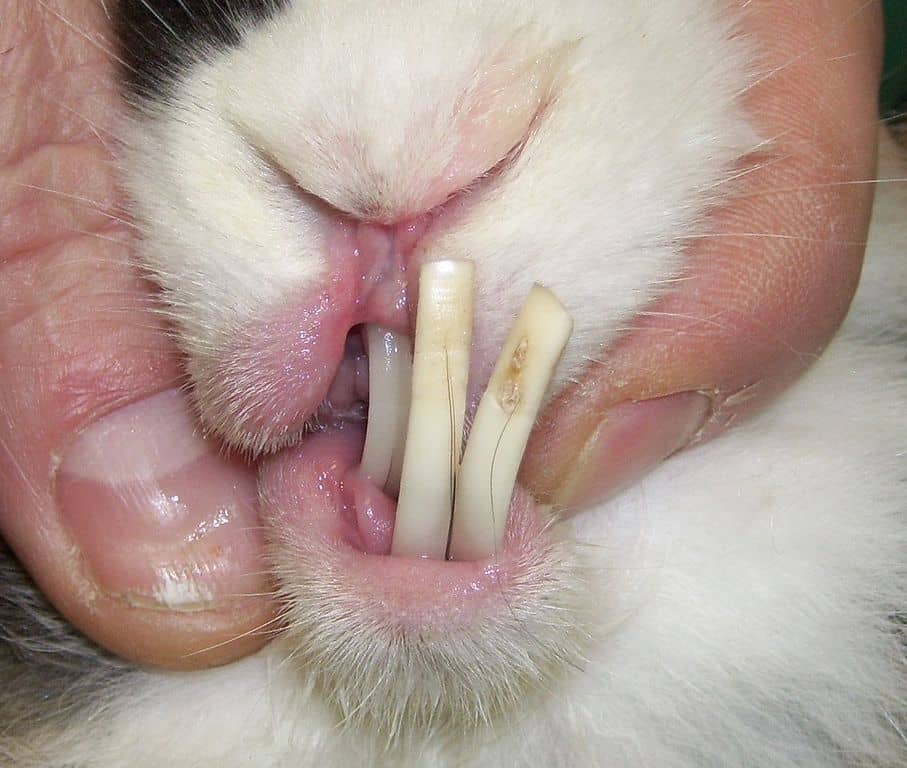 Can Rabbits Die From Overgrown Teeth? Signs, Causes, and Prevention