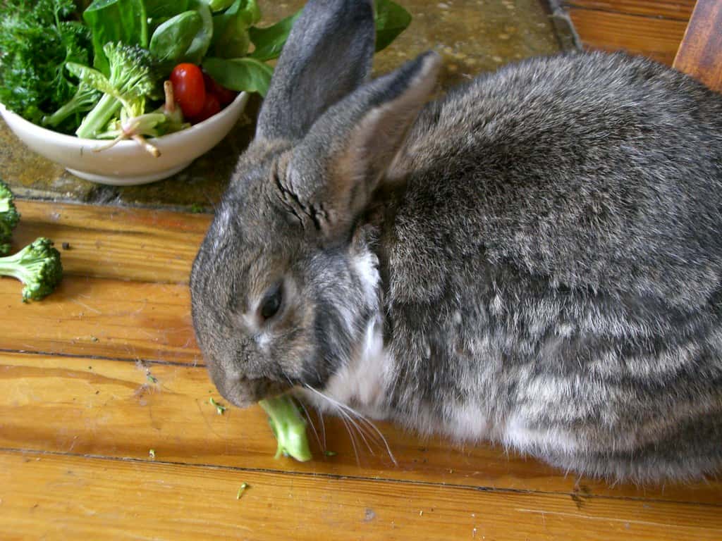 Rabbit eating fresh leafy greens