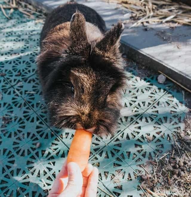 How Many Times a Day Should You Feed Your Rabbit? Complete Guide