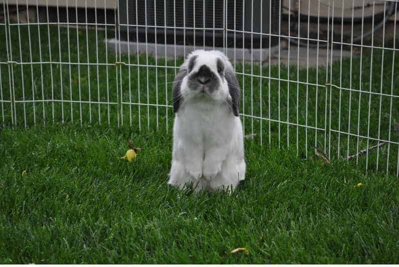 Can Rabbits Die From A Broken Heart?