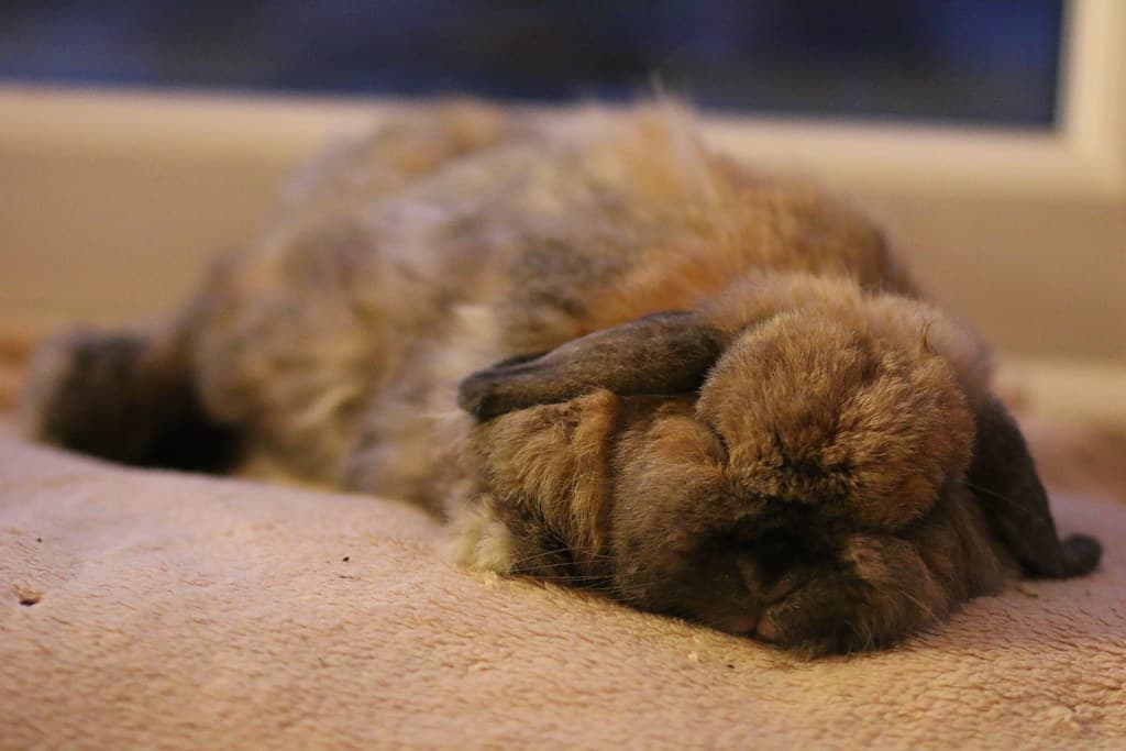 A brown rabbit fully stretched out and sleeping in a deeply relaxed position.