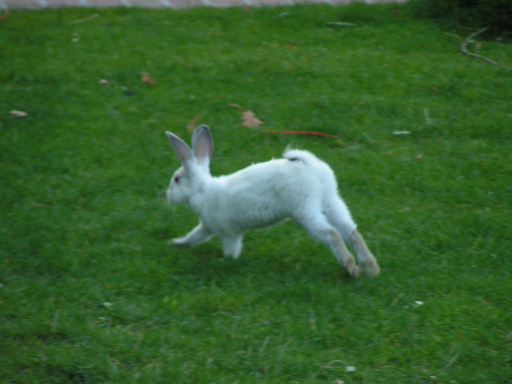 Rabbit running freely in a field getting daily exercise