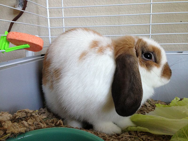 What To Do If Your Rabbit Is Not Pooping?