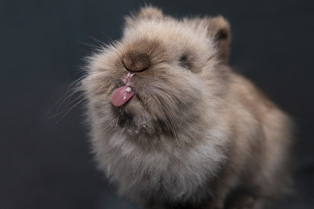 Rabbit showing its tongue in a licking motion