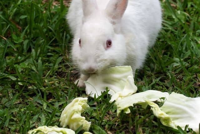 A white rabbit near iceberg lettuce which is dangerous and should never be fed to rabbits