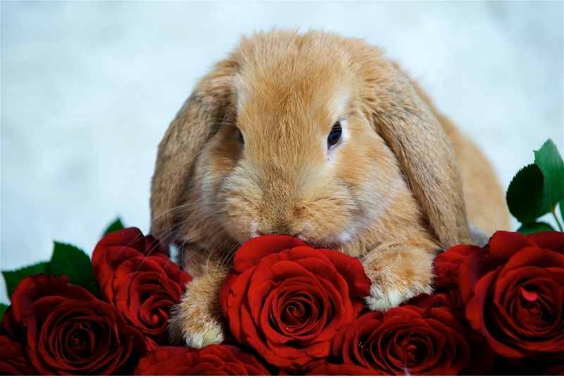 Can Rabbits Eat Roses?