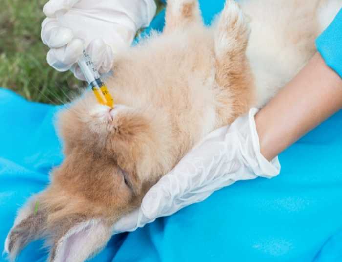 A veterinarian syringe feeding a rabbit during post-operative recovery.