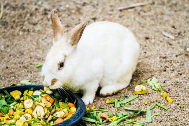A white rabbit eating a variety of safe vegetables including spinach, bok choy, and brussels sprouts