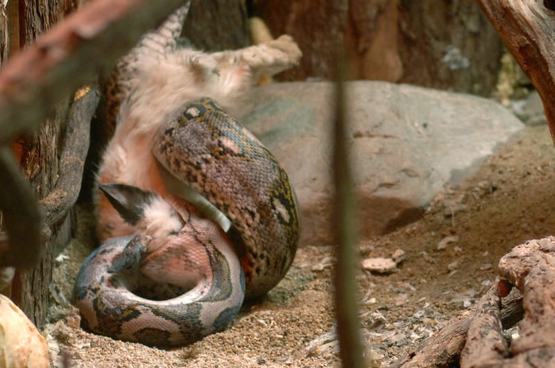 Do Snakes Eat Rabbits?