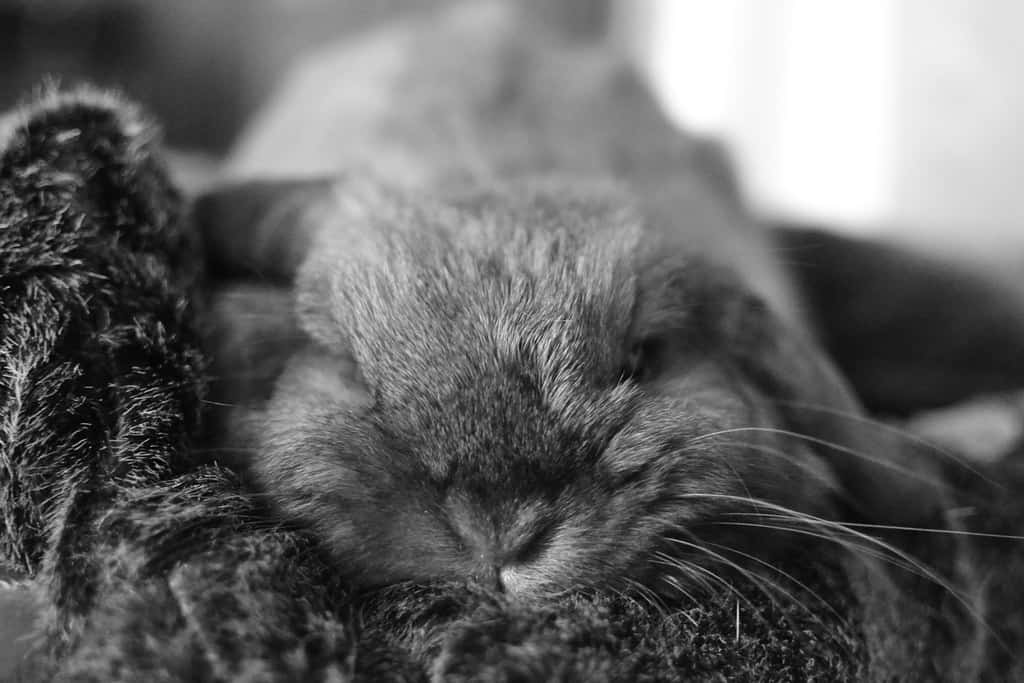 A sleeping rabbit lying on its side with its nose completely still