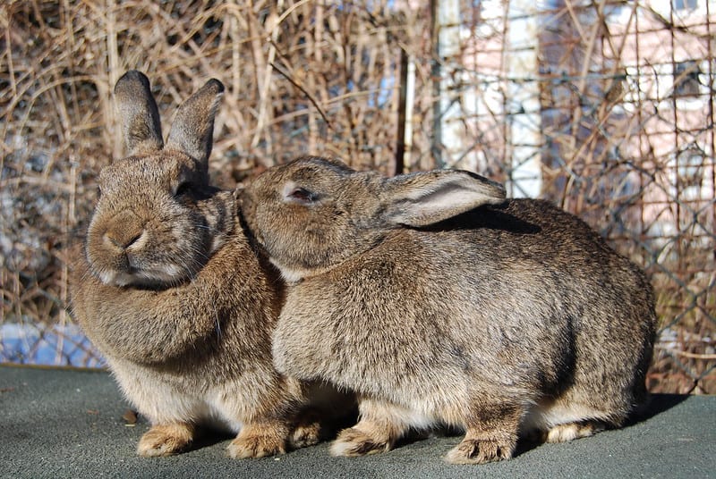 Two rabbits bonding over each other.