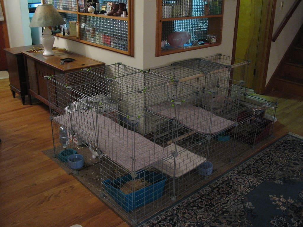 A two-level rabbit cage setup showing proper dimensions for housing rabbits