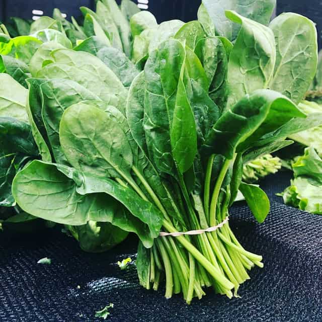 A bundle of fresh raw spinach