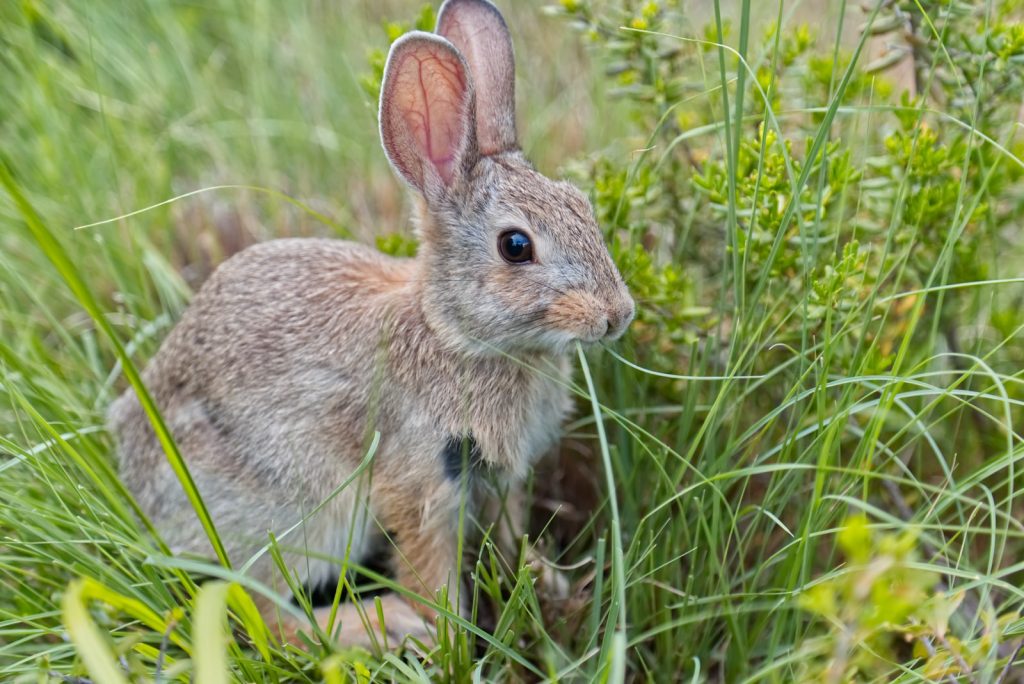 A wild rabbit eating a wild green onion