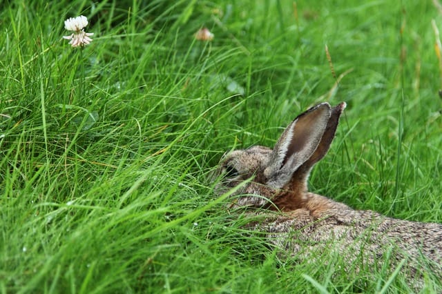 Rabbit eating clover in a green field